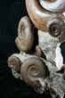 Huge Hammatoceras Ammonite Sculpture #7639-8